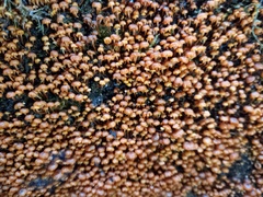 Xeromphalina leonina