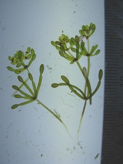 Lamprothamnium inflatum