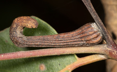 Apiomorpha pileata