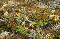 Lomatium hendersonii