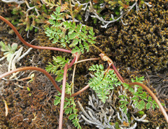 Lomatium hendersonii