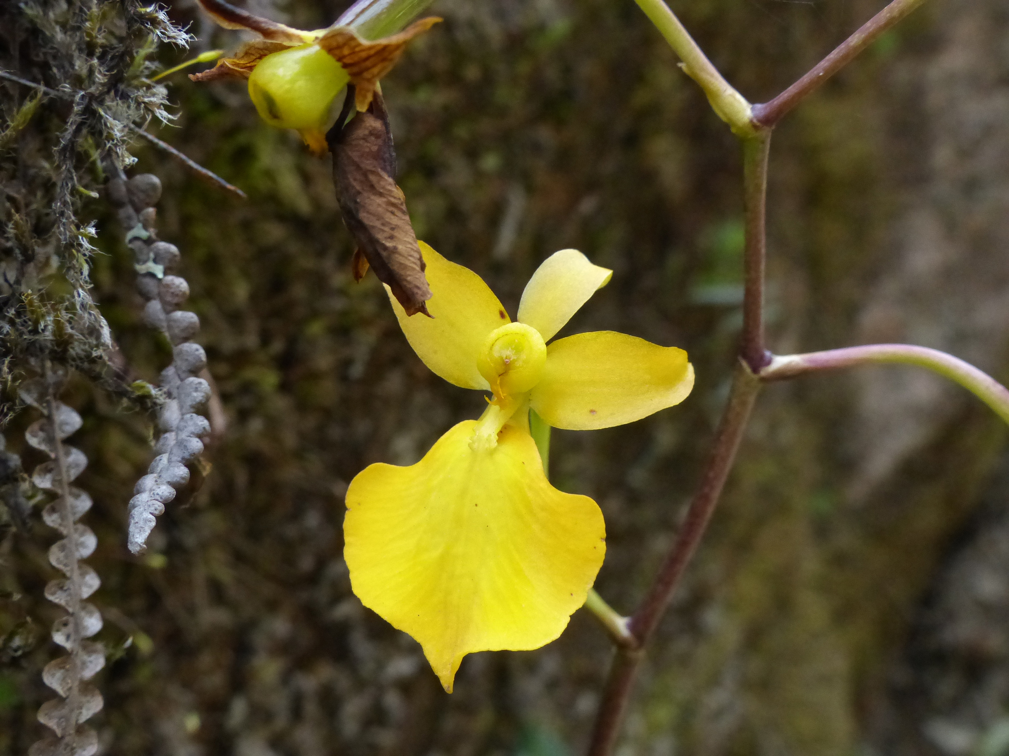 Cyrtochilum mystacinum Lindl.