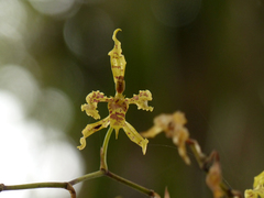 Cyrtochilum pardinum