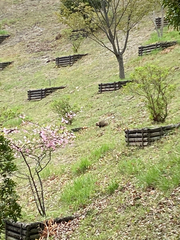 Nyctereutes viverrinus