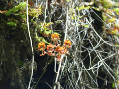 Cyrtochilum serratum