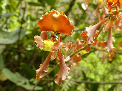 Cyrtochilum serratum