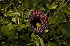 Aristolochia elegans image