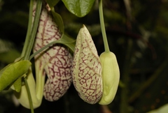 Aristolochia elegans image