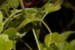 Aristolochia elegans image