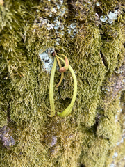 Lepisorus thunbergianus