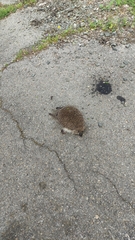 Erinaceus roumanicus