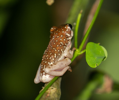 Hyperolius marginatus