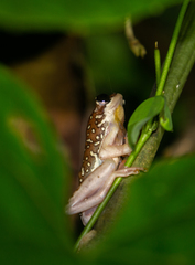 Hyperolius marginatus