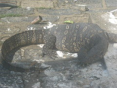 Varanus salvator salvator