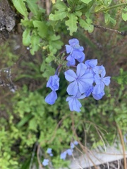 Plumbago auriculata