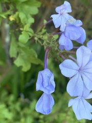 Plumbago auriculata