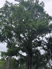 Taxodium distichum image