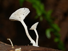 Clitocybe semiocculta