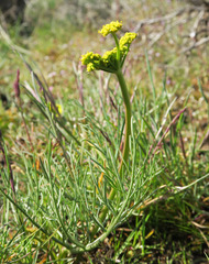 Lomatium bicolor leptocarpum