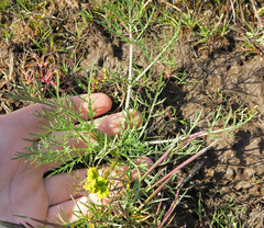 Lomatium bicolor leptocarpum