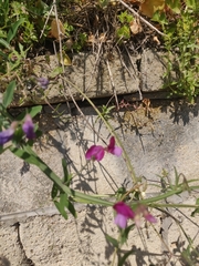 Lathyrus