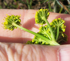 Lomatium bicolor leptocarpum