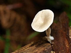 Clitocybe semiocculta