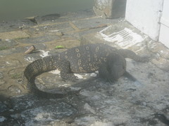 Varanus salvator salvator