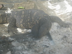 Varanus salvator salvator