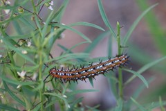 Pombalia verticillata