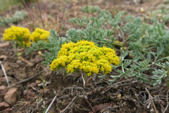 Lomatium donnellii