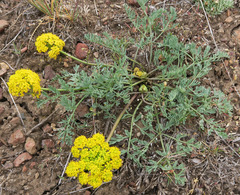 Lomatium donnellii
