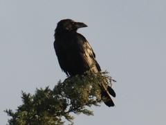 Corvus cryptoleucus
