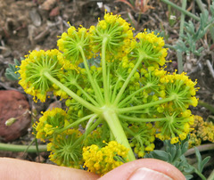 Lomatium donnellii