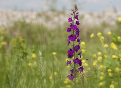 Consolida orientalis