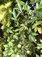Solanum seaforthianum