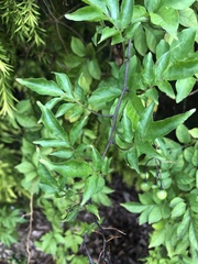 Solanum seaforthianum