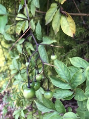Solanum seaforthianum