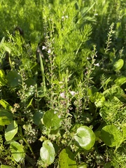 Scutellaria racemosa