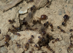 Pheidole californica