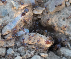 Pheidole californica