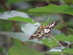 Pogonopygia nigralbata