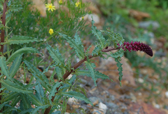 Lysimachia atropurpurea