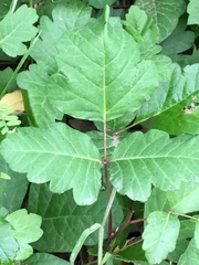 Toxicodendron diversilobum