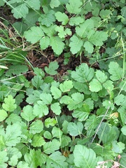 Toxicodendron diversilobum