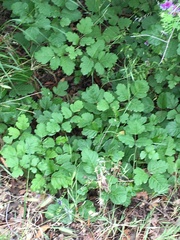 Toxicodendron diversilobum