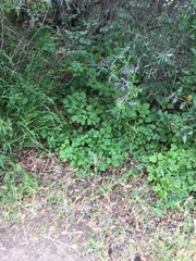 Toxicodendron diversilobum