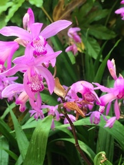 Bletilla striata