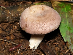 Russula kalimna