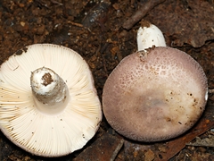 Russula kalimna